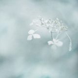 hiver Hydrangea
